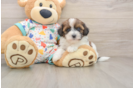 Popular Havapoo Poodle Mix Pup