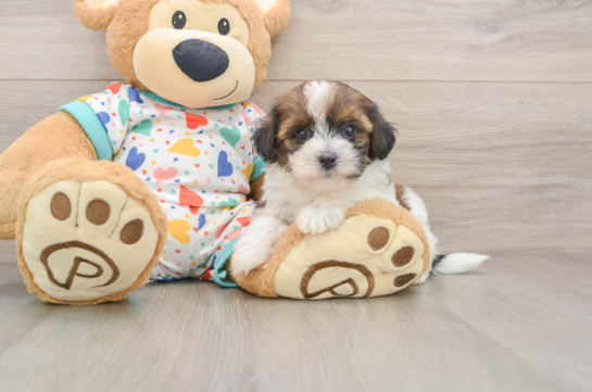 Popular Havapoo Poodle Mix Pup