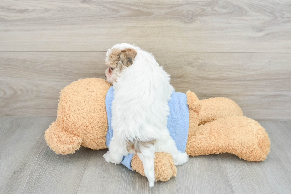 Fluffy Havapoo Poodle Mix Pup