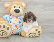 9 week old Havapoo Puppy For Sale - Florida Fur Babies
