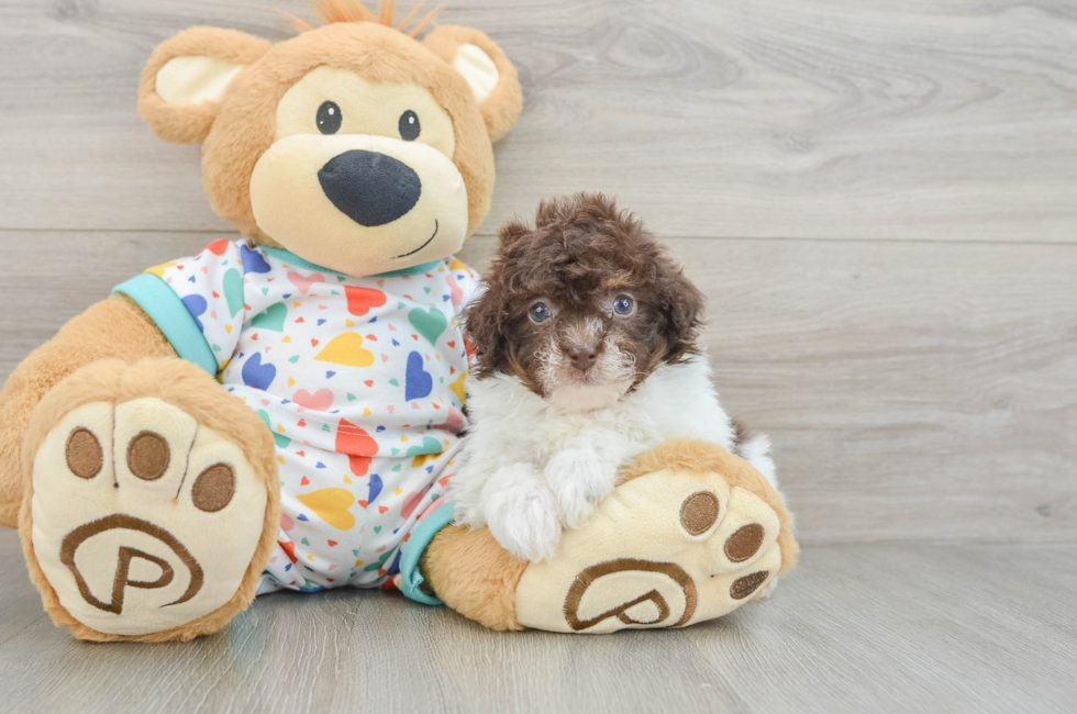 6 week old Havapoo Puppy For Sale - Florida Fur Babies