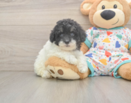 7 week old Havapoo Puppy For Sale - Florida Fur Babies