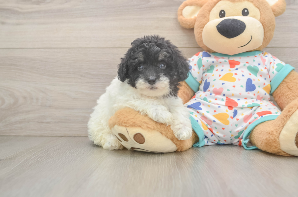 5 week old Havapoo Puppy For Sale - Florida Fur Babies