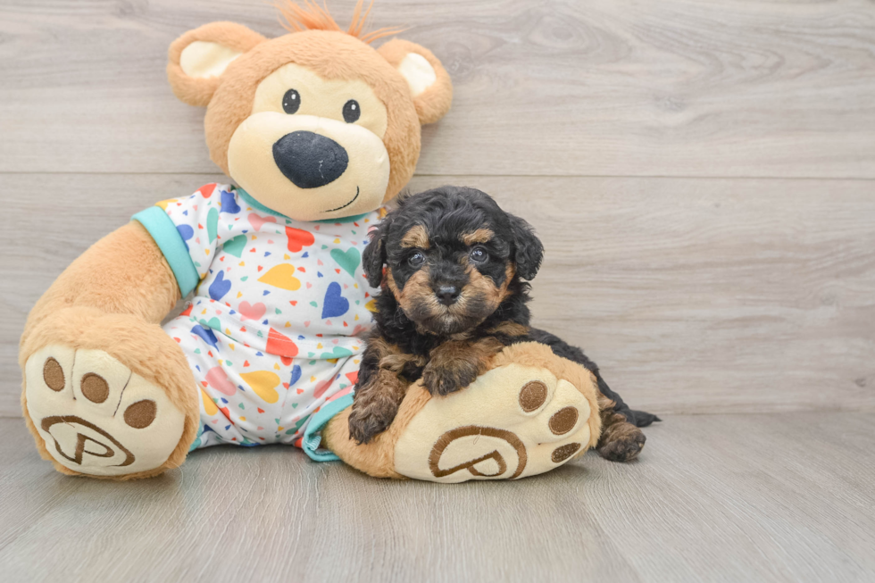 Popular Havapoo Poodle Mix Pup