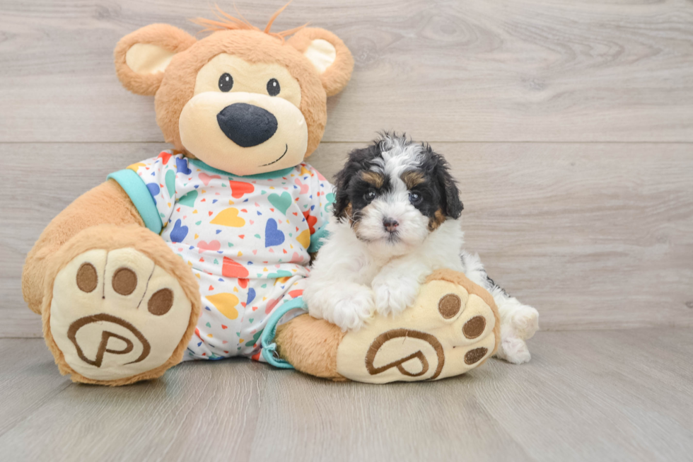 Havapoo Puppy for Adoption