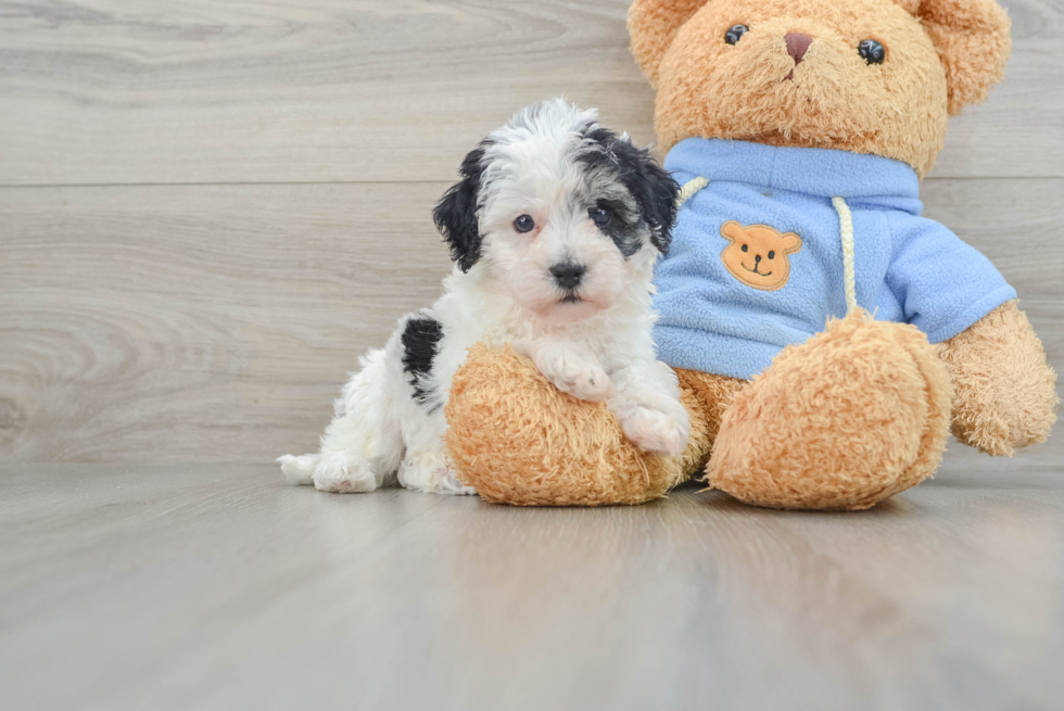 Energetic Havadoodle Poodle Mix Puppy