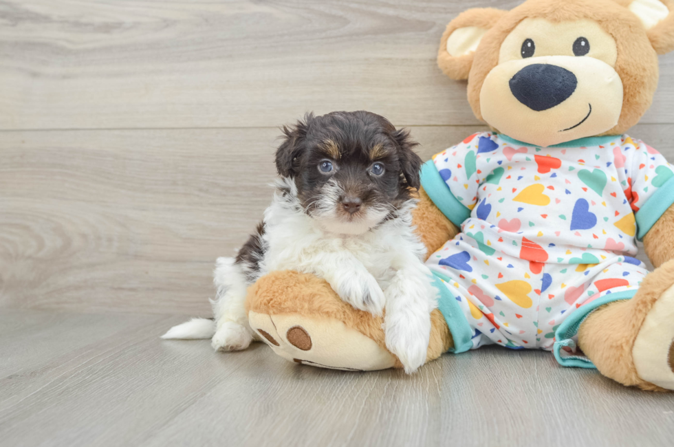 6 week old Havapoo Puppy For Sale - Florida Fur Babies