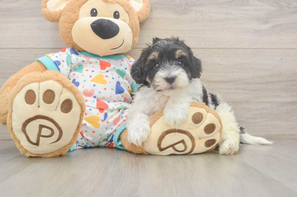 5 week old Havapoo Puppy For Sale - Florida Fur Babies