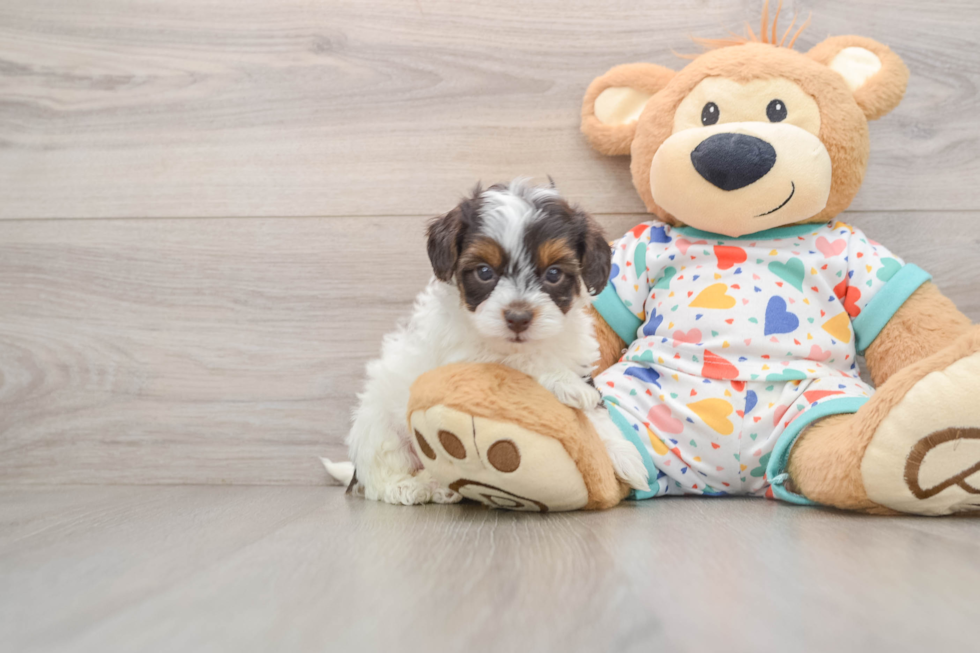 Havapoo Puppy for Adoption