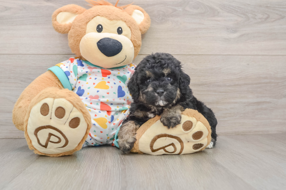 Havapoo Pup Being Cute