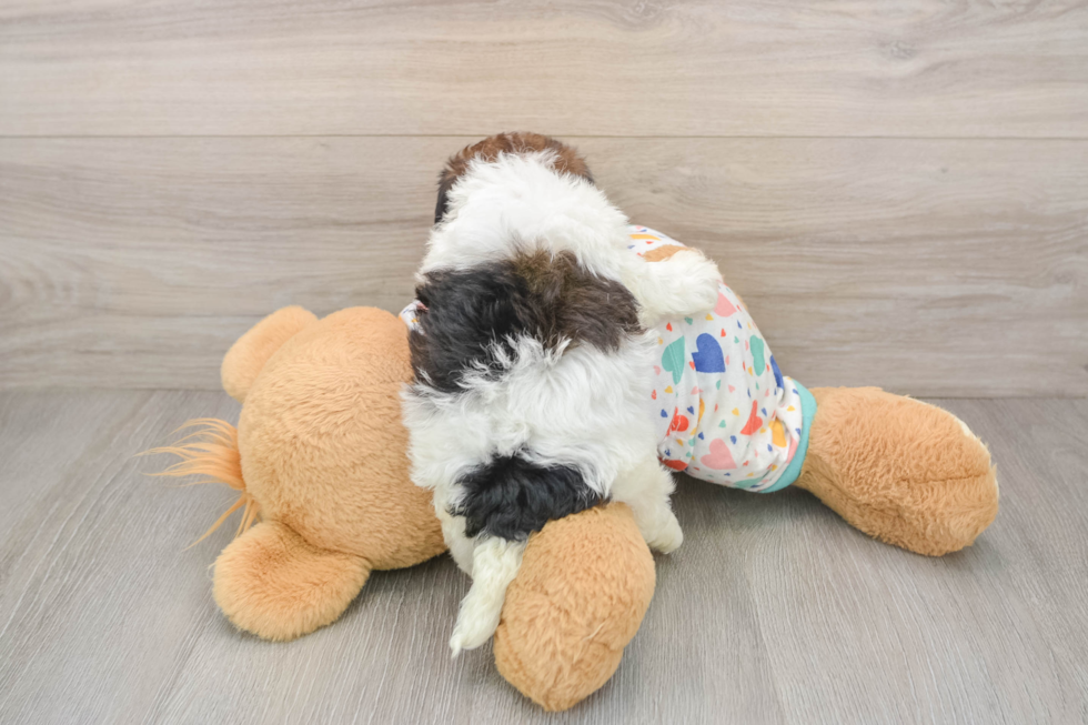 Energetic Havadoodle Poodle Mix Puppy