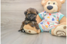Havapoo Pup Being Cute