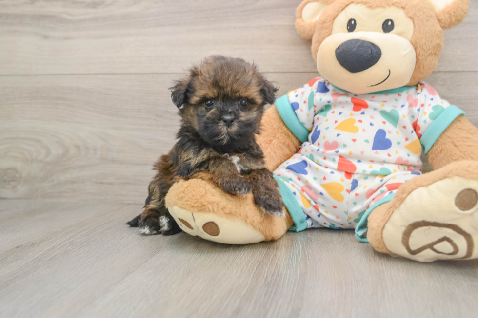 Havapoo Pup Being Cute