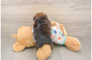 Havapoo Puppy for Adoption