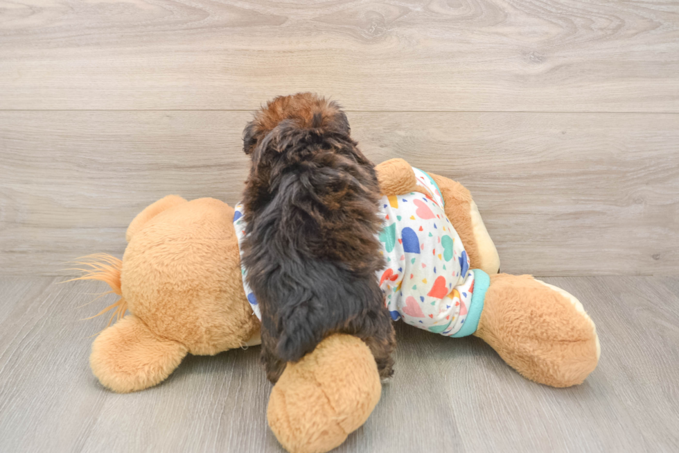 Havapoo Puppy for Adoption