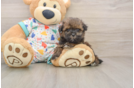 Havapoo Pup Being Cute