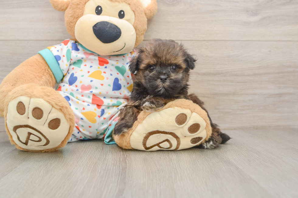 Havapoo Pup Being Cute
