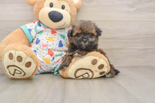 Havapoo Pup Being Cute
