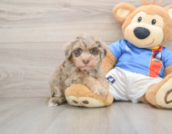 7 week old Havapoo Puppy For Sale - Florida Fur Babies