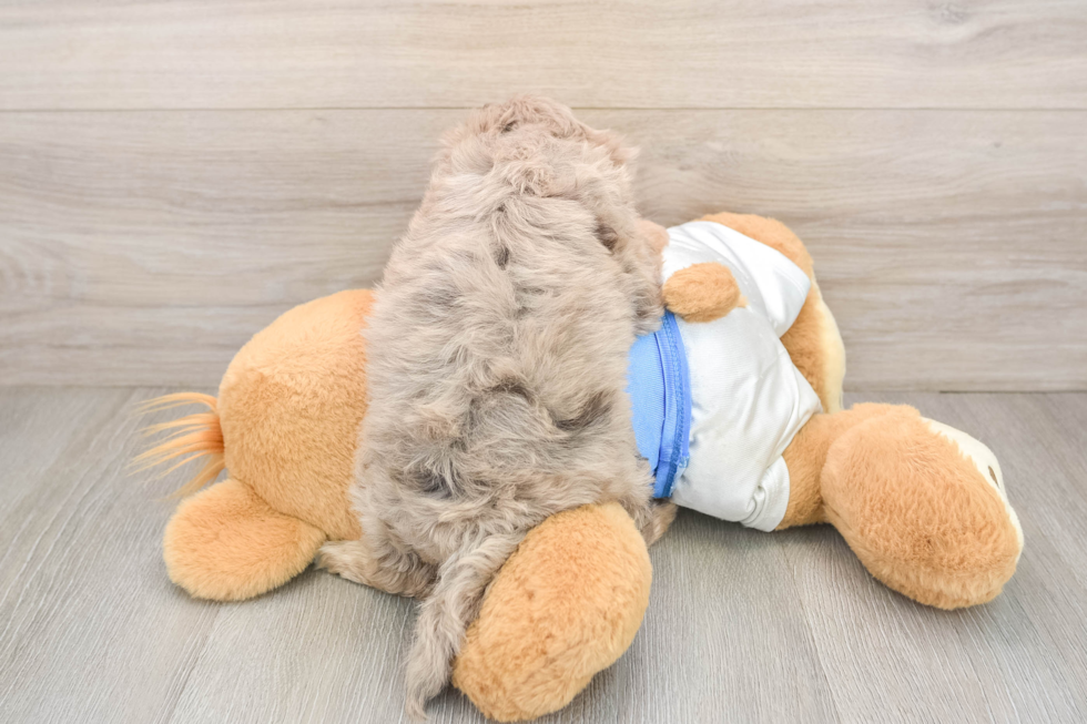 Havapoo Pup Being Cute