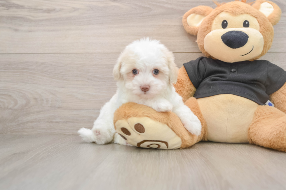 Fluffy Havapoo Poodle Mix Pup