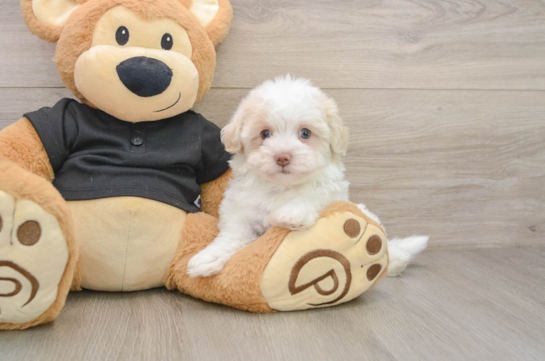 Friendly Havapoo Baby