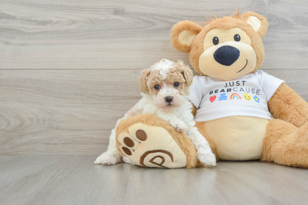 Energetic Havadoodle Poodle Mix Puppy