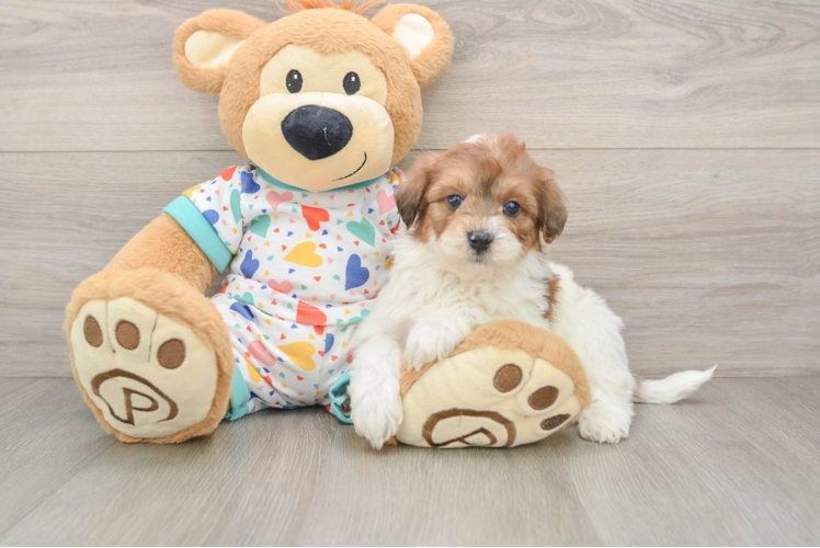 Havapoo Puppy for Adoption