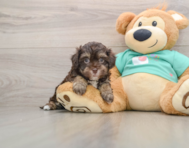 5 week old Havapoo Puppy For Sale - Florida Fur Babies