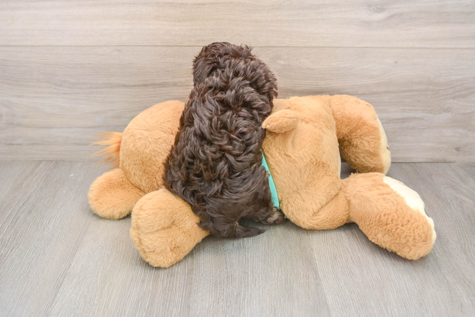 Havapoo Pup Being Cute