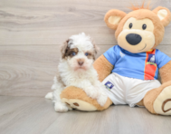 7 week old Havapoo Puppy For Sale - Florida Fur Babies