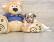 8 week old Havapoo Puppy For Sale - Florida Fur Babies