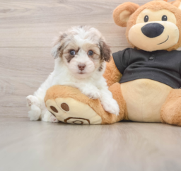 7 week old Havapoo Puppy For Sale - Florida Fur Babies