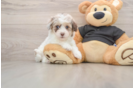 Adorable Havadoodle Poodle Mix Puppy