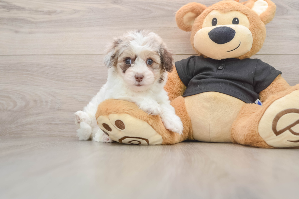 Adorable Havadoodle Poodle Mix Puppy