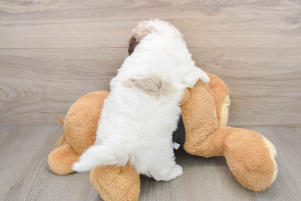 Petite Havapoo Poodle Mix Pup