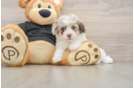 Smart Havapoo Poodle Mix Pup
