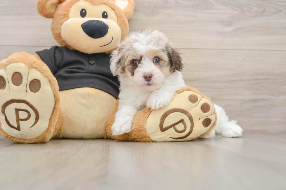 Smart Havapoo Poodle Mix Pup