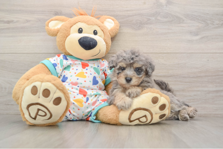 Energetic Havadoodle Poodle Mix Puppy