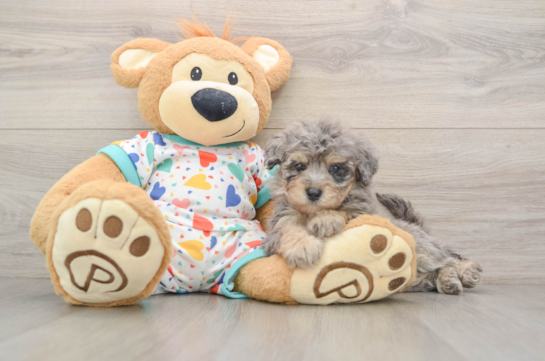 Energetic Havadoodle Poodle Mix Puppy