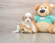 5 week old Havapoo Puppy For Sale - Florida Fur Babies