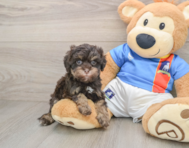 7 week old Havapoo Puppy For Sale - Florida Fur Babies