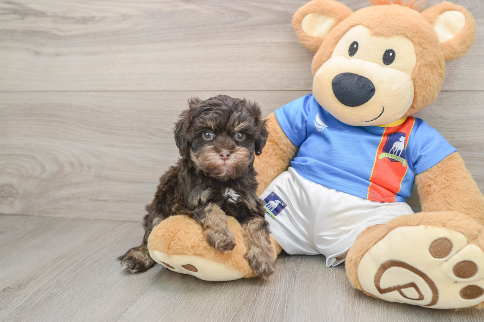 Havapoo Puppy for Adoption