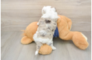 Smart Havapoo Poodle Mix Pup