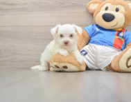 5 week old Morkie Puppy For Sale - Florida Fur Babies