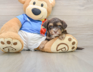 5 week old Morkie Puppy For Sale - Florida Fur Babies