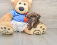 5 week old Morkie Puppy For Sale - Florida Fur Babies