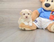 5 week old Morkie Puppy For Sale - Florida Fur Babies