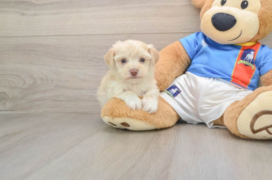 Cute Havashire Mix Puppy