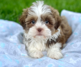 Havashu Puppies For Sale Florida Fur Babies